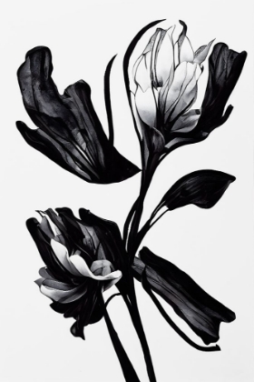 Picture of BLACK FLOWER