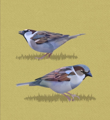 Picture of SPARROWS