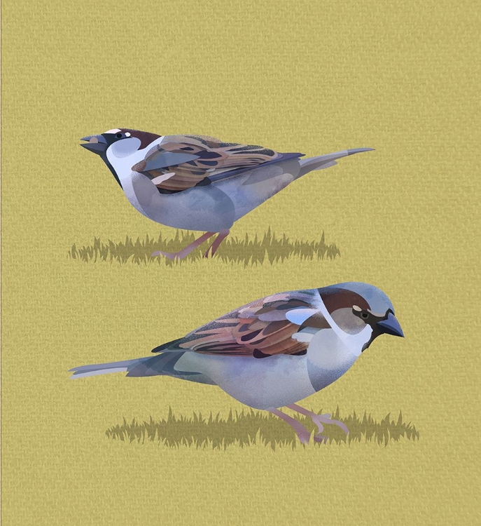 Picture of SPARROWS