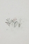 Picture of TINY SHOOTS FREE