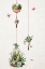 Picture of VINTAGE CACTUS PLANTS