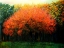 Picture of AUTUMN TREE AT LAREN (2013)