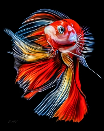 Picture of COLORFUL FISH