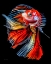 Picture of COLORFUL FISH