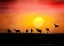 Picture of IMPALA CREPUSCULE