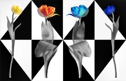 Picture of POPART TULIPS