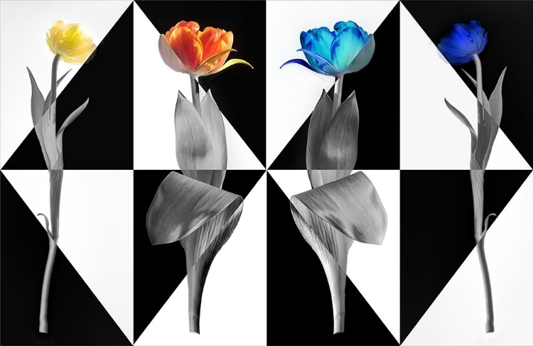 Picture of POPART TULIPS