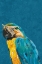 Picture of VIBRANT MACAW WEARING GLASSES