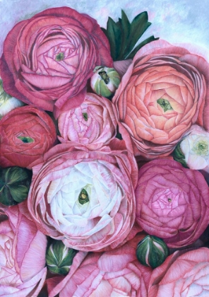 Picture of ARLETH RANUNCULUS BOUQUET IN COLD PINK
