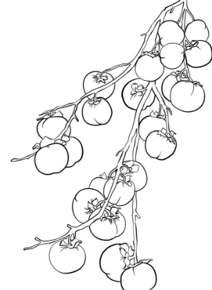 Picture of BRANCH OF PERSIMMONS