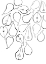 Picture of LINE ART PEARS