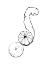 Picture of LINE ART TANGERINE