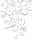 Picture of LINE ART TANGERINES