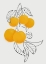 Picture of MABEL ORANGES