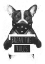 Picture of REBEL DOG