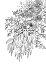 Picture of RAES BOUQUET