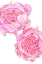 Picture of SALLYS PEONIES