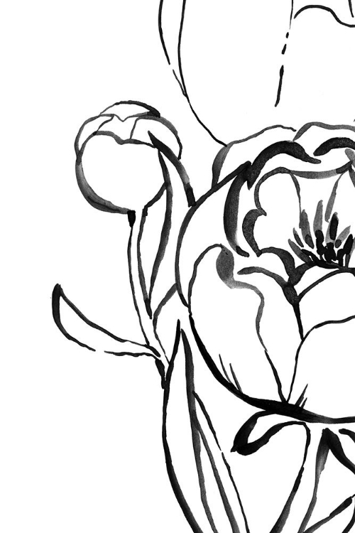 Picture of ANUMAN PEONY LINE ART