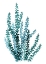 Picture of WATERCOLOR EUCALYPTUS BRANCH IN TEAL