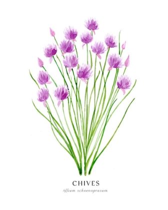 Picture of CHIVES I