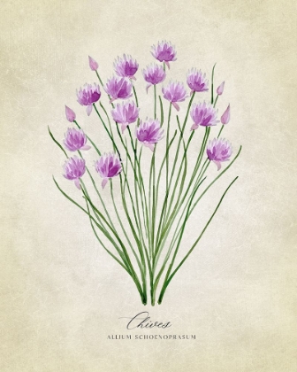 Picture of CHIVES VINTAGE
