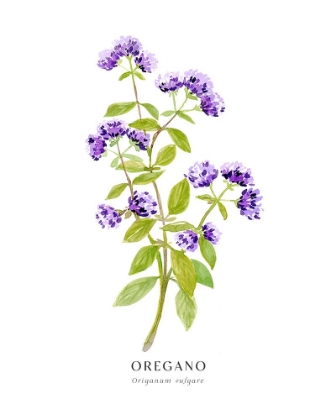 Picture of OREGANO I