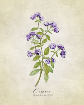 Picture of OREGANO VINTAGE