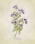 Picture of OREGANO VINTAGE