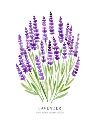 Picture of LAVENDER I