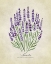 Picture of LAVENDER VINTAGE