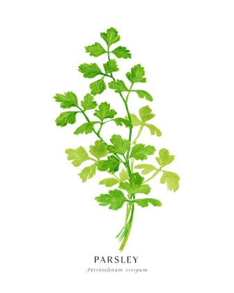 Picture of PARSLEY I
