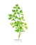 Picture of PARSLEY I