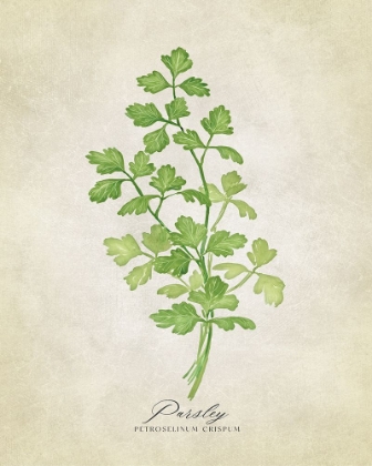 Picture of PARSLEY VINTAGE