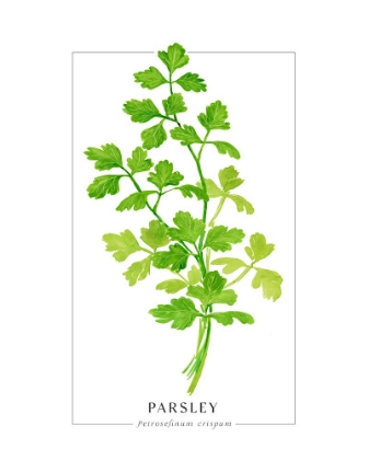 Picture of PARSLEY II