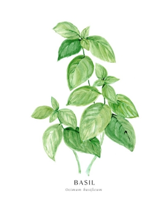 Picture of BASIL I