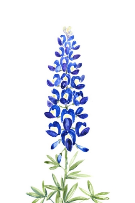 Picture of WATERCOLOR TEXAS BLUEBONNET