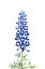 Picture of WATERCOLOR TEXAS BLUEBONNET