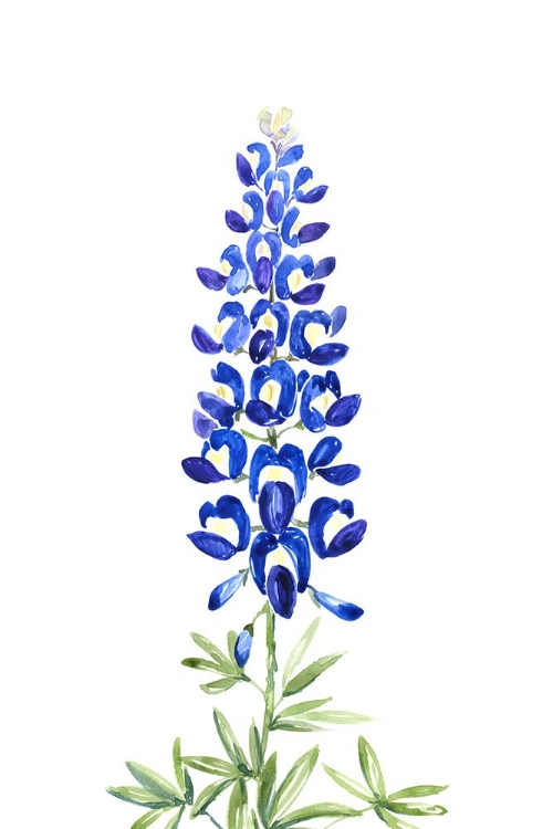 Picture of WATERCOLOR TEXAS BLUEBONNET