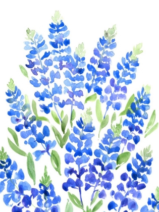 Picture of WATERCOLOR TEXAS BLUEBONNETS