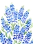 Picture of WATERCOLOR TEXAS BLUEBONNETS