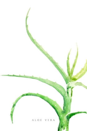 Picture of WATERCOLOR ALOE VERA