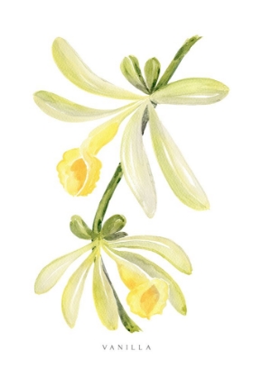 Picture of WATERCOLOR VANILLA ORCHID