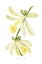 Picture of WATERCOLOR VANILLA ORCHID