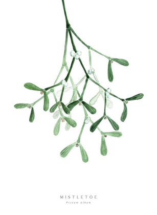 Picture of WATERCOLOR MISTLETOE