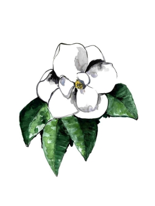 Picture of WHITE MAGNOLIA