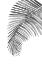 Picture of PALM LEAF IN LOOSE WATERCOLOR BW