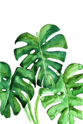 Picture of MONSTERA LEAVES IN LOOSE WATERCOLOR