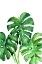 Picture of MONSTERA LEAVES IN LOOSE WATERCOLOR