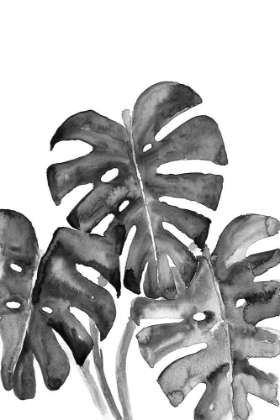 Picture of MONSTERA LEAVES IN LOOSE WATERCOLOR BW