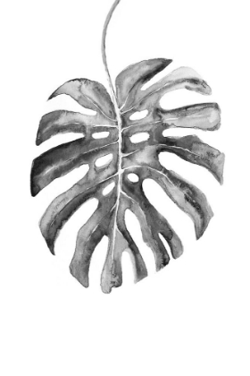 Picture of BW MONSTERA LEAF